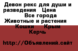 Девон рекс для души и разведения › Цена ­ 20 000 - Все города Животные и растения » Кошки   . Крым,Керчь